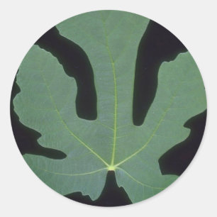 Plant Whole Fig Classic Round Sticker