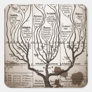 Plantae Protista Animalia Square Sticker