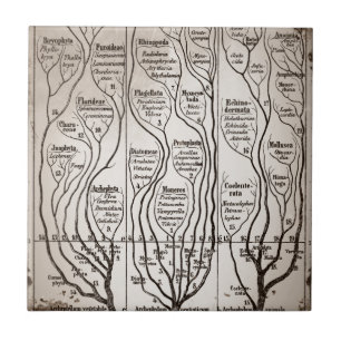 Plantae Protista Animalia Tile