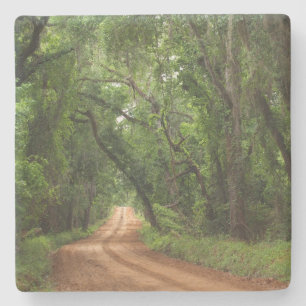 Plantation Canopy Road in Georgia Square Coaster
