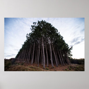 Plantation Poster