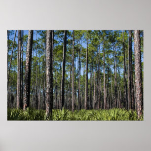 Planted Pines and Saw Palmetto Print