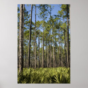 Planted Pines and Saw Palmettos Print