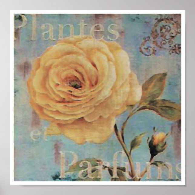 Plantes ~ Print / Poster (Front)