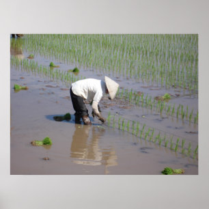 Planting Rice in the fields of Vietnam Poster