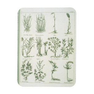 Plants from Culpeper's 'English Physician and Comp Magnet