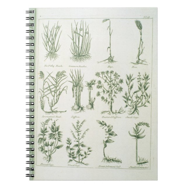 Plants from Culpeper's 'English Physician and Comp Notebook (Front)