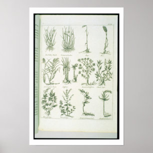 Plants from Culpeper's 'English Physician and Comp Poster