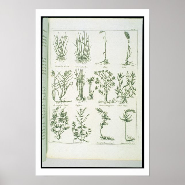 Plants from Culpeper's 'English Physician and Comp Poster (Front)