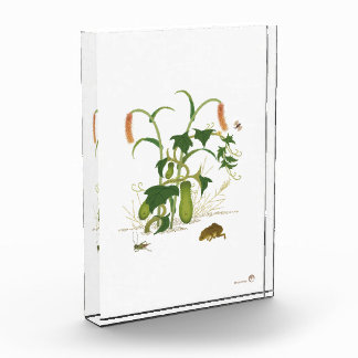 Plants & Insects _Cucumber Photo Block