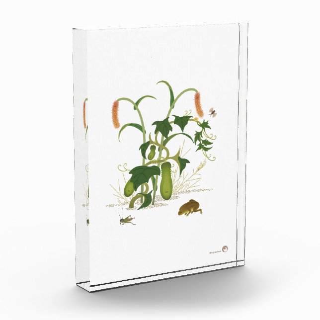 Plants & Insects _Cucumber Photo Block (Left)