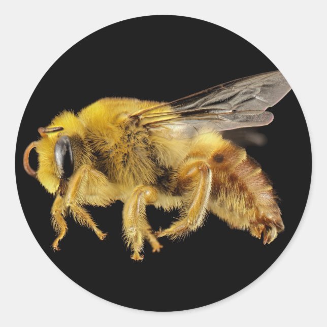 Plasterer Bee Yellow Buzzing Wings Classic Round Sticker (Front)