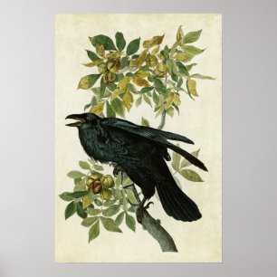 Plate 101 Raven Birds of America Poster