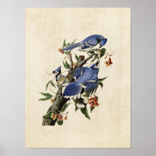 Plate 102   Blue Jay   Birds of America Poster