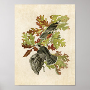 Plate 107 Canada Jay Birds of America Poster