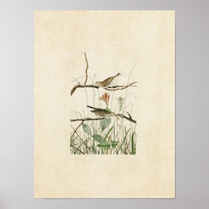 Plate 109   Savannah Finch   Birds of America Poster