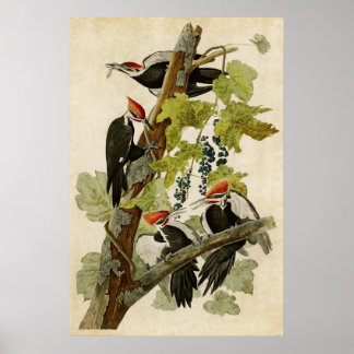 Plate 111 | Pileated Woodpecker | Birds of America Poster