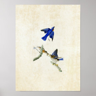 Plate 113   Bluebird   Birds of America Poster