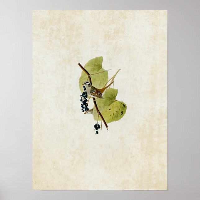 Plate 114 | White-Crowned Sparrow Poster (Front)