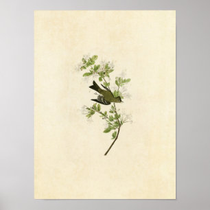 Plate 115   Wood Pewee   Birds of America Poster