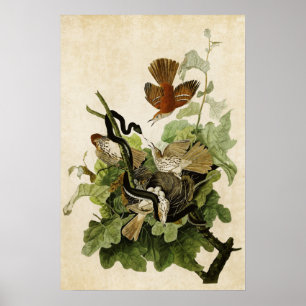 Plate 116 Ferruginous Thrush Birds of America Poster