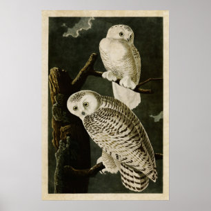 Plate 121   Snowy Owl   Birds of America Poster
