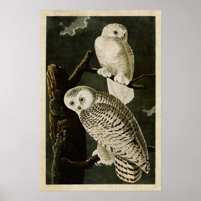 Plate 121 | Snowy Owl | Birds of America Poster (Front)