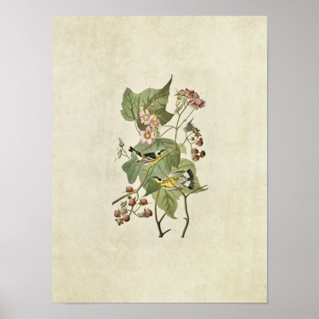 Plate 123 | Black & Yellow Warblers Poster (Front)