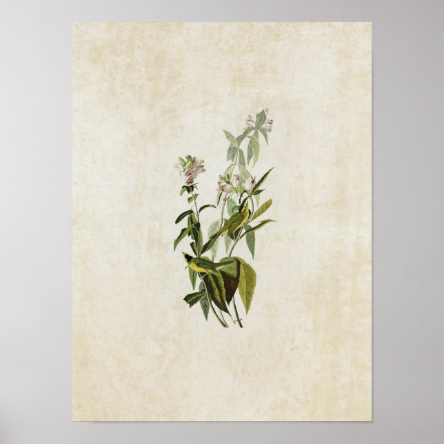 Plate 124 | Green Black-Capt Flycatcher Poster (Front)