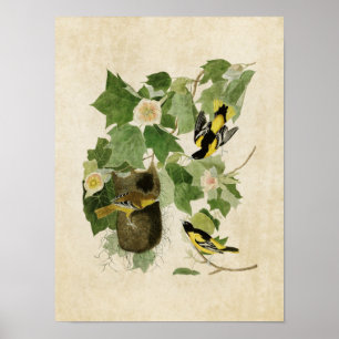 Plate 12   Baltimore Oriole   Birds of America Poster