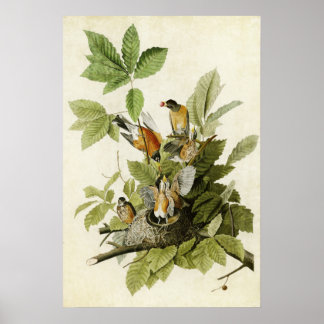 Plate 131 | American Robin | Birds of America Poster
