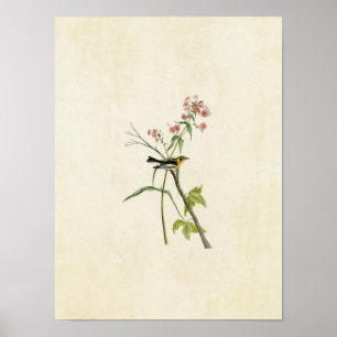 Plate 135 Blackburnian Warbler Poster