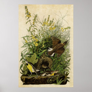 Plate 136   Meadow Lark   Birds of America Poster