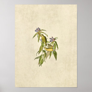 Plate 138   Connecticut Warbler   Birds of America Poster
