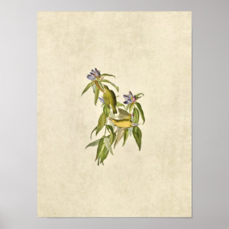 Plate 138 | Connecticut Warbler | Birds of America Poster
