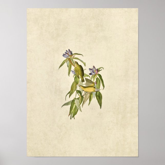 Plate 138 | Connecticut Warbler | Birds of America Poster (Front)