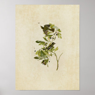 Plate 144 | Small Green Crested Flycatcher Poster