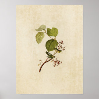 Plate 148 | Pine Swamp Warbler | Birds of America Poster