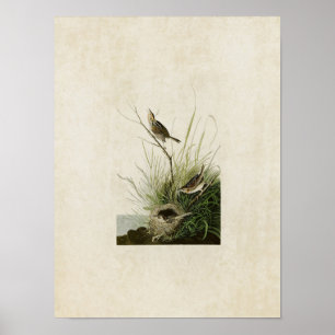 Plate 149   Sharp-Tailed Finch   Birds of America Poster