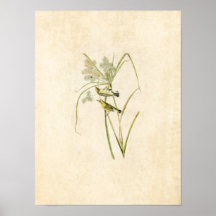 Plate 14 Prairie Warbler Birds of America Poster