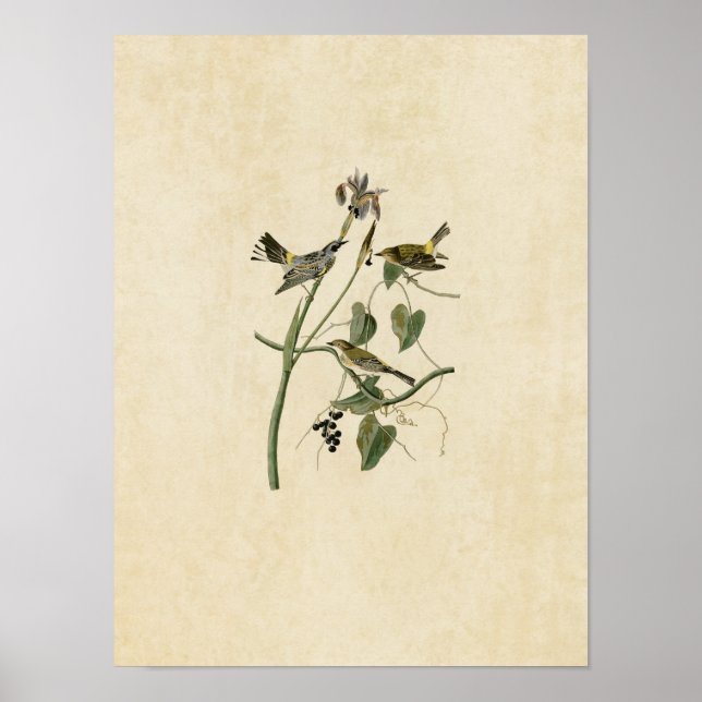 Plate 153 | Yellow-Crown Warbler Poster (Front)