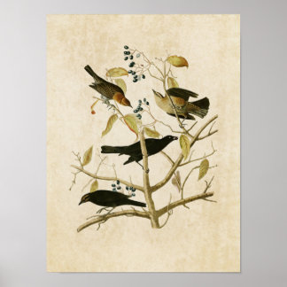 Plate 157 | Rusty Grakle | Birds of America Poster
