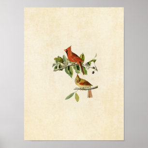 Plate 159 Cardinal Grosbeak Birds of America Poster