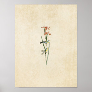 Plate 15 Blue Yellow-Backed Warbler Poster