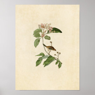 Plate 165   Bachman's Finch   Birds of America Poster