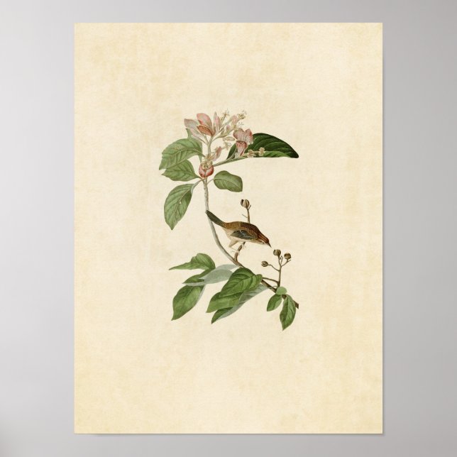Plate 165 | Bachman's Finch | Birds of America Poster (Front)