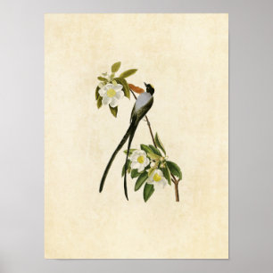 Plate 168   Fork-Tailed Flycatcher Poster