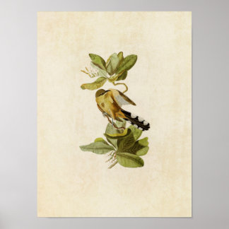 Plate 169 | Mangrove Cuckoo | Birds of America Poster