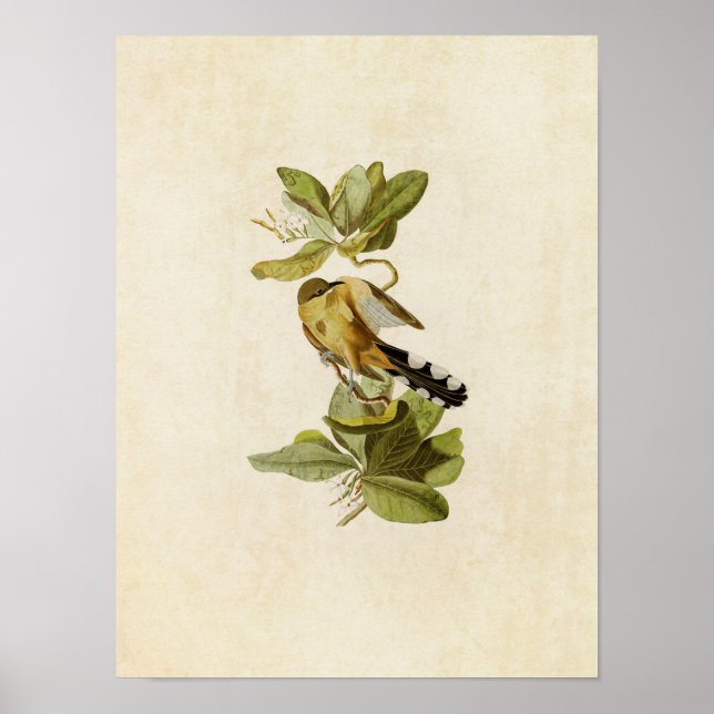 Plate 169 | Mangrove Cuckoo | Birds of America Poster (Front)