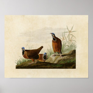 Plate 172   Blue-Headed Pigeon   Birds of America Poster